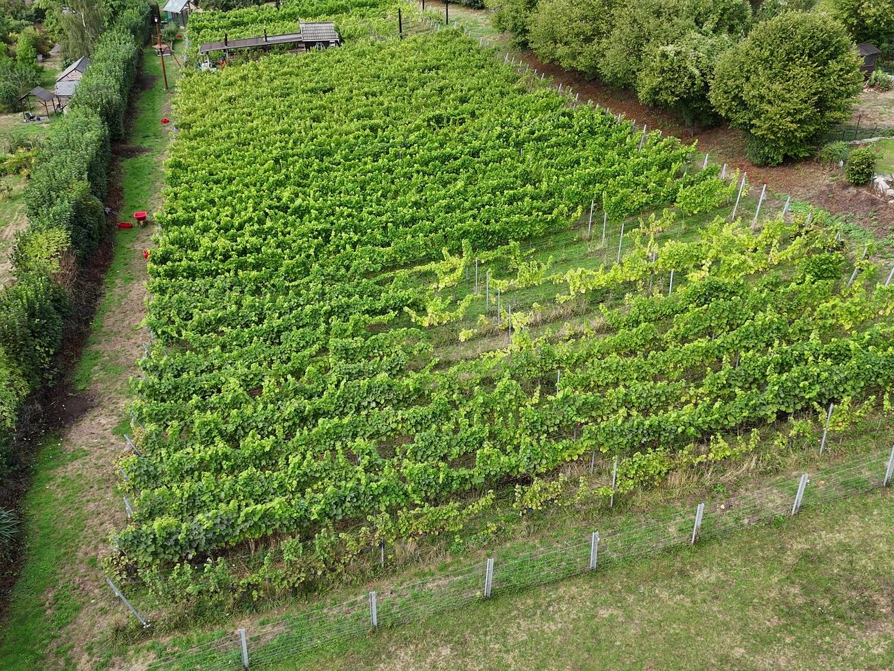 Le vignoble vu du ciel, rangs de vigne le long de la haie